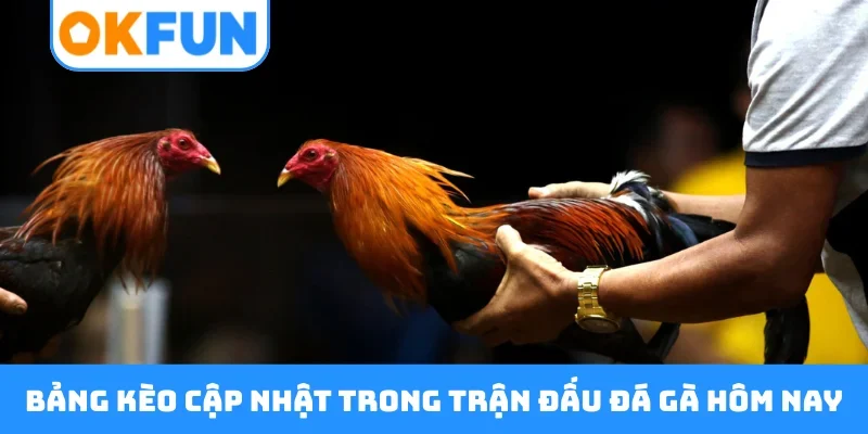 Bảng kèo cập nhật trong trận đấu đá gà hôm nay