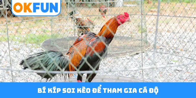 Bí kíp soi kèo để tham gia cá độ