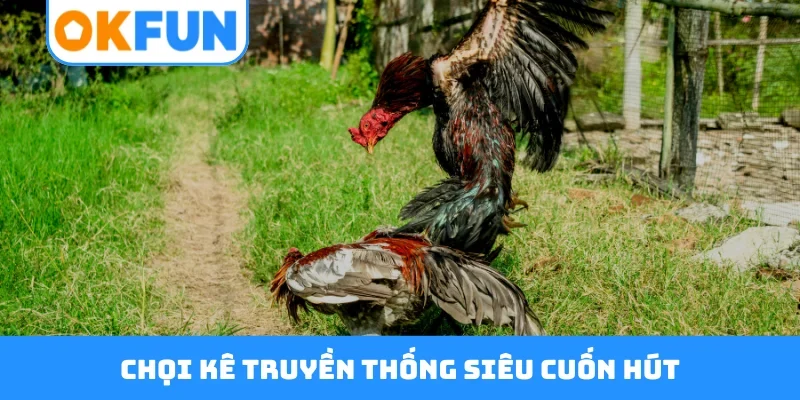 Chọi kê truyền thống siêu cuốn hút