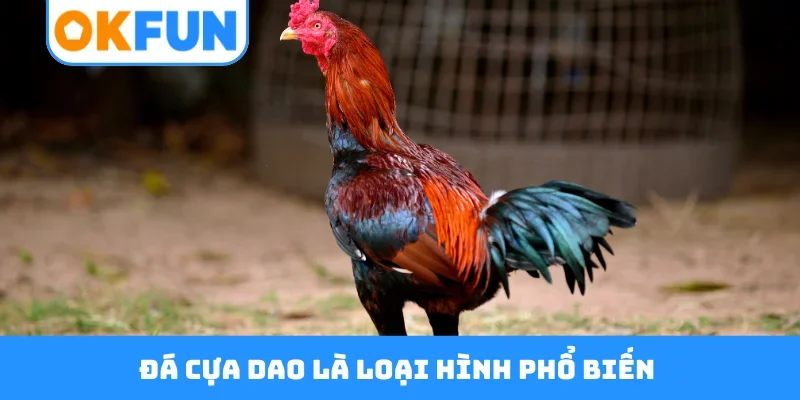 Đá cựa dao là loại hình phổ biến