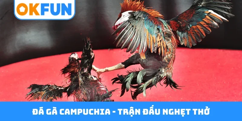 Đá gà Campuchia