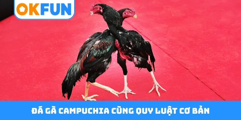 Đá gà Campuchia cùng quy luật cơ bản