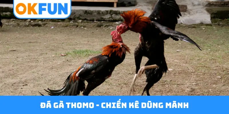 Đá gà Thomo