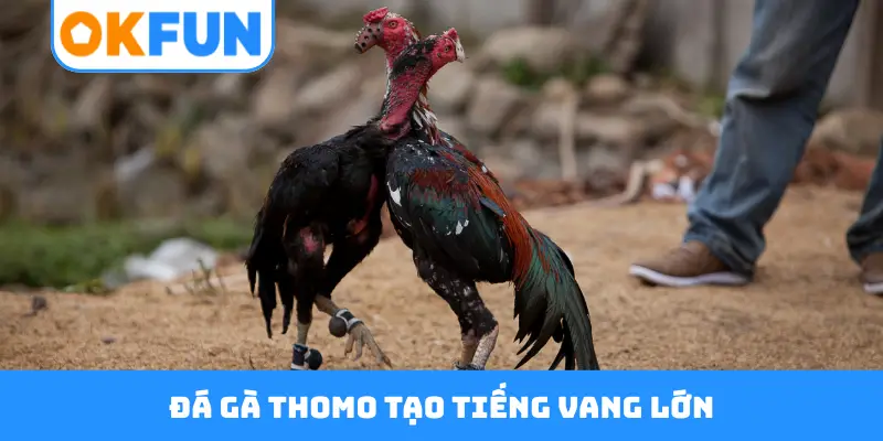 Đá gà Thomo tạo tiếng vang lớn