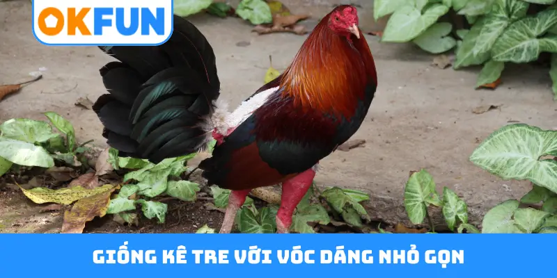 Giống kê tre với vóc dáng nhỏ gọn