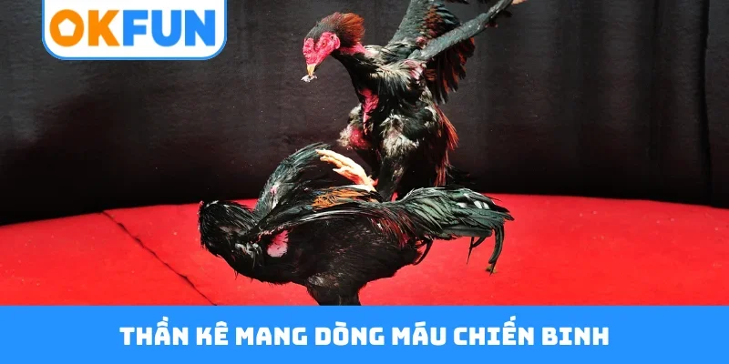 Thần kê mang dòng máu chiến binh